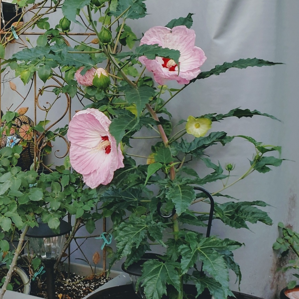 Stone sets, buy 2, 3rd is free!